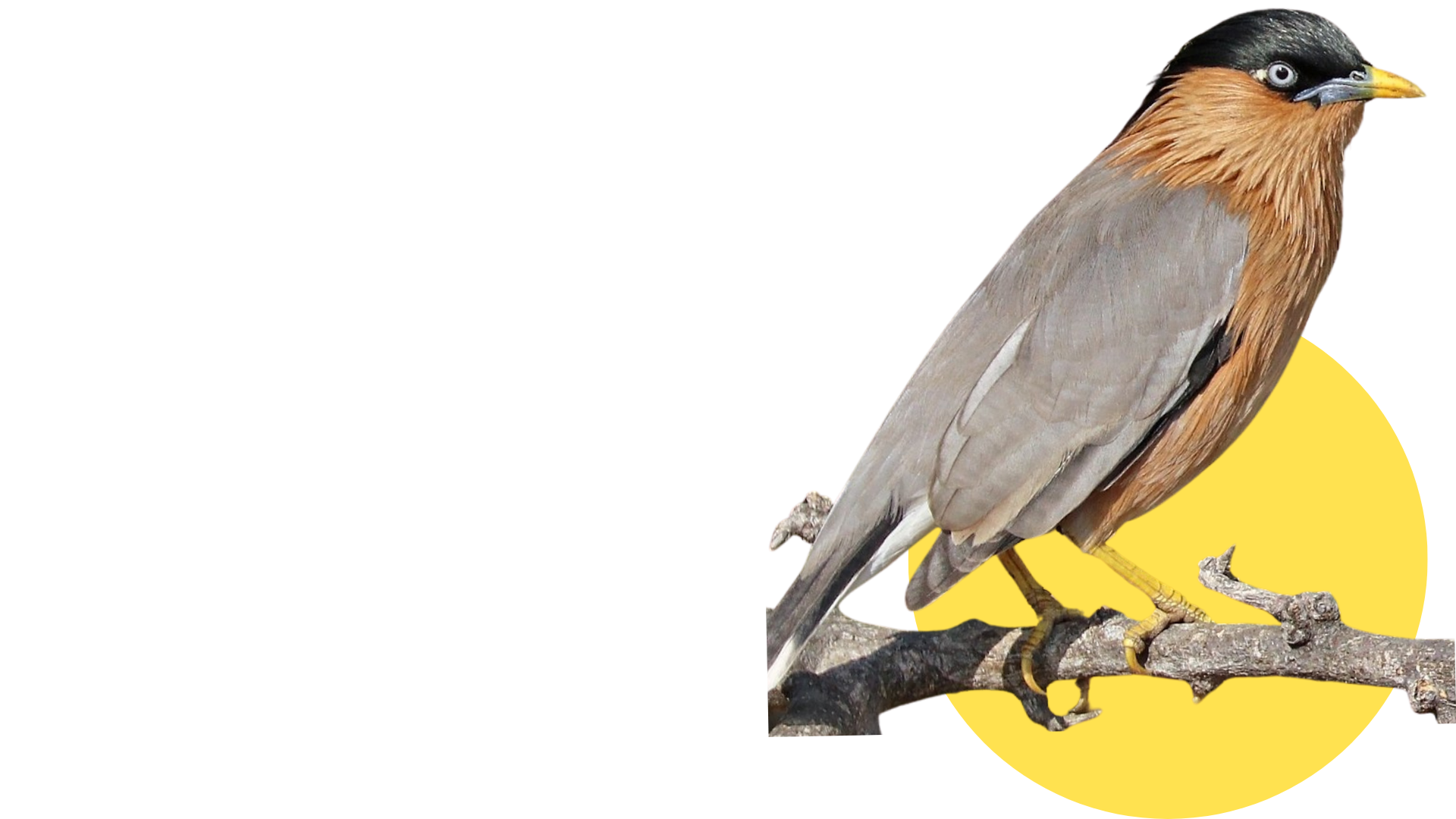 Bird 1
