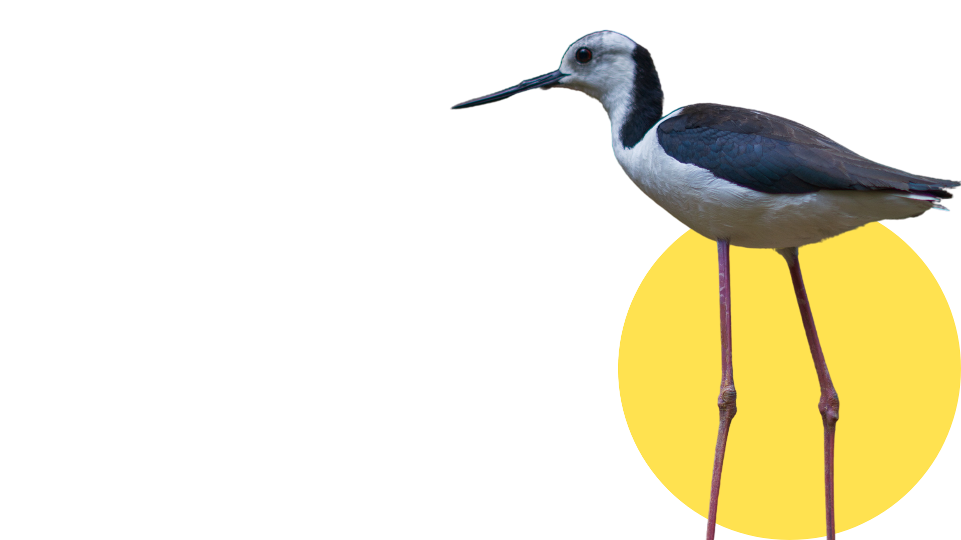 Bird 2