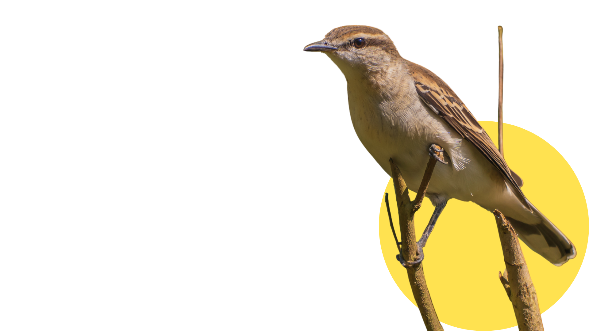 Bird 3